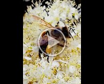 Bienenshow