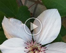 Gartenträume